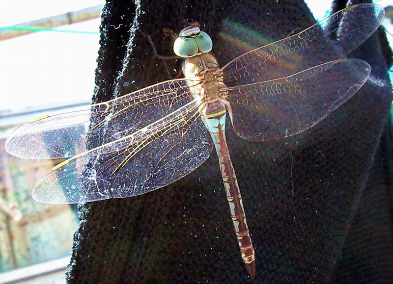 Anax parthenope sull''Isola d''Elba (Odonata)